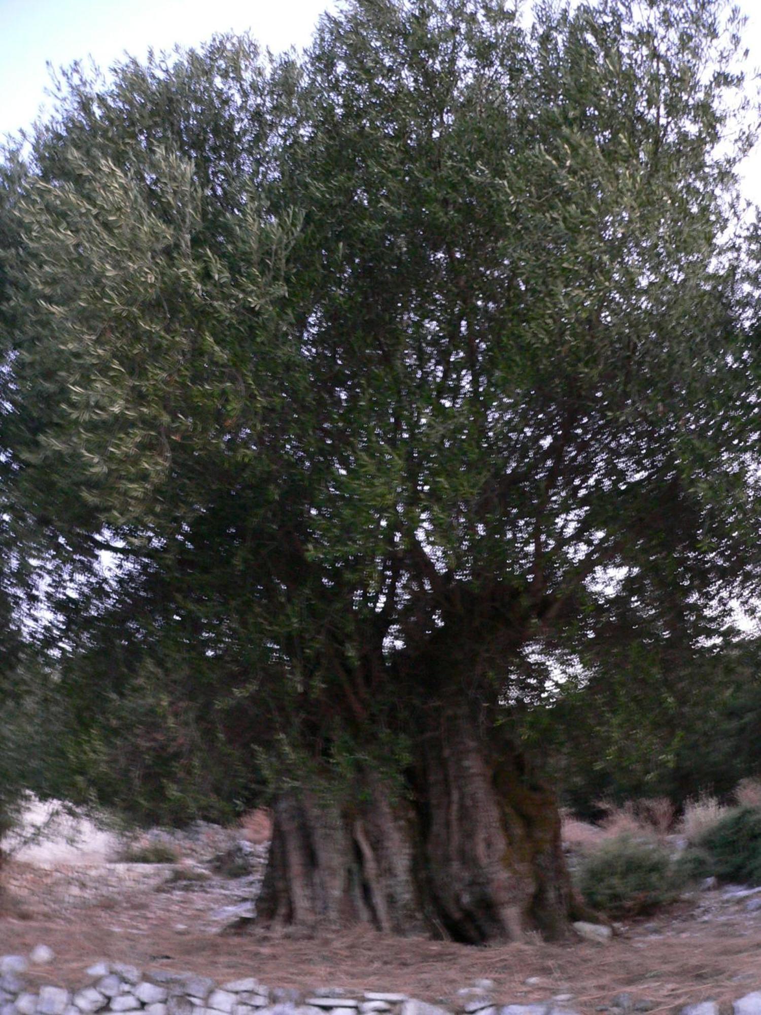 Evangelia Agia Efimia Exteriér fotografie
