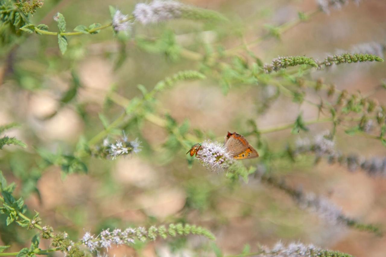 Evangelia Agia Efimia Exteriér fotografie